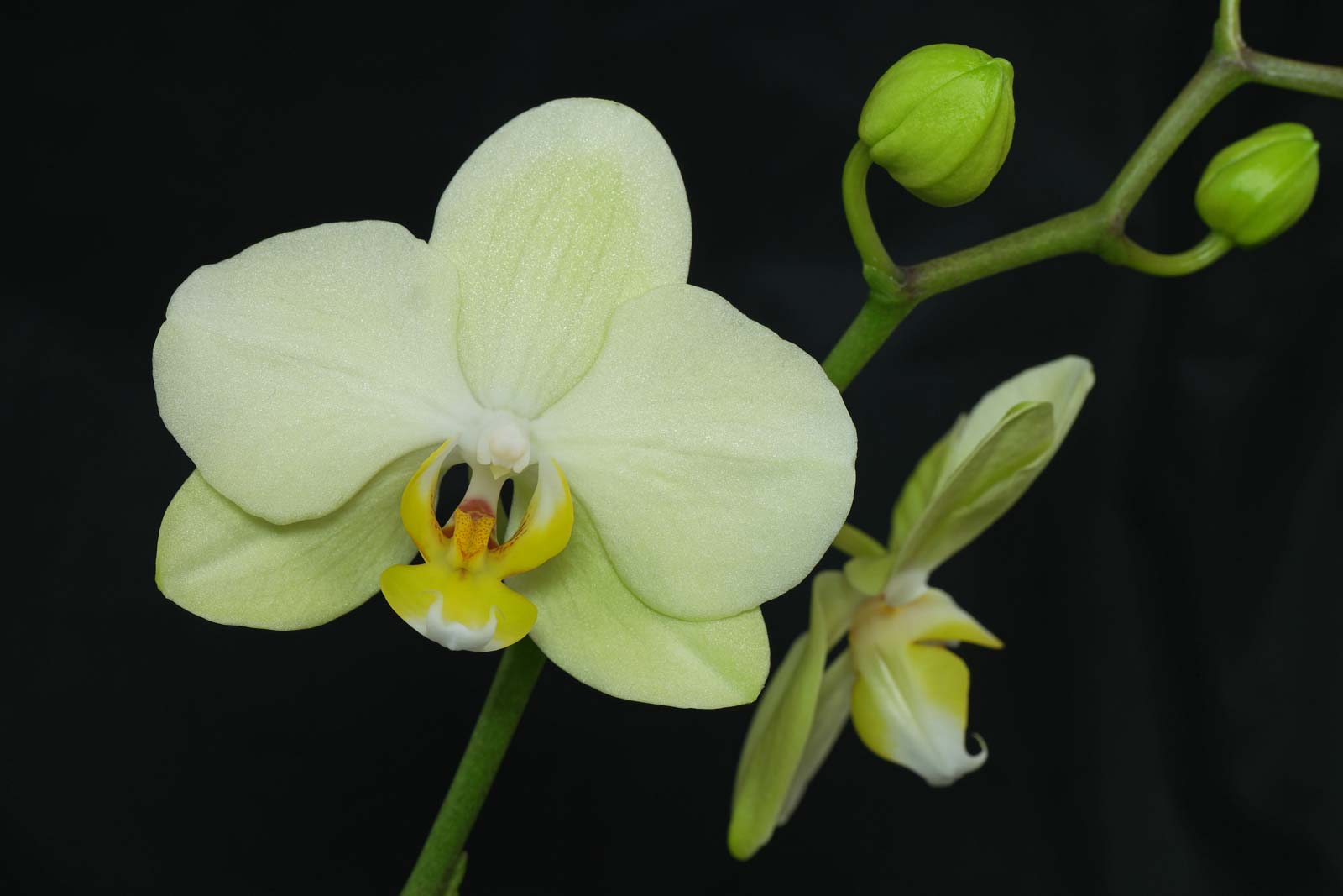 Phalaenopsis Blüten