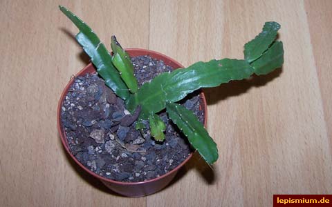lepismium monacanthum espinosa